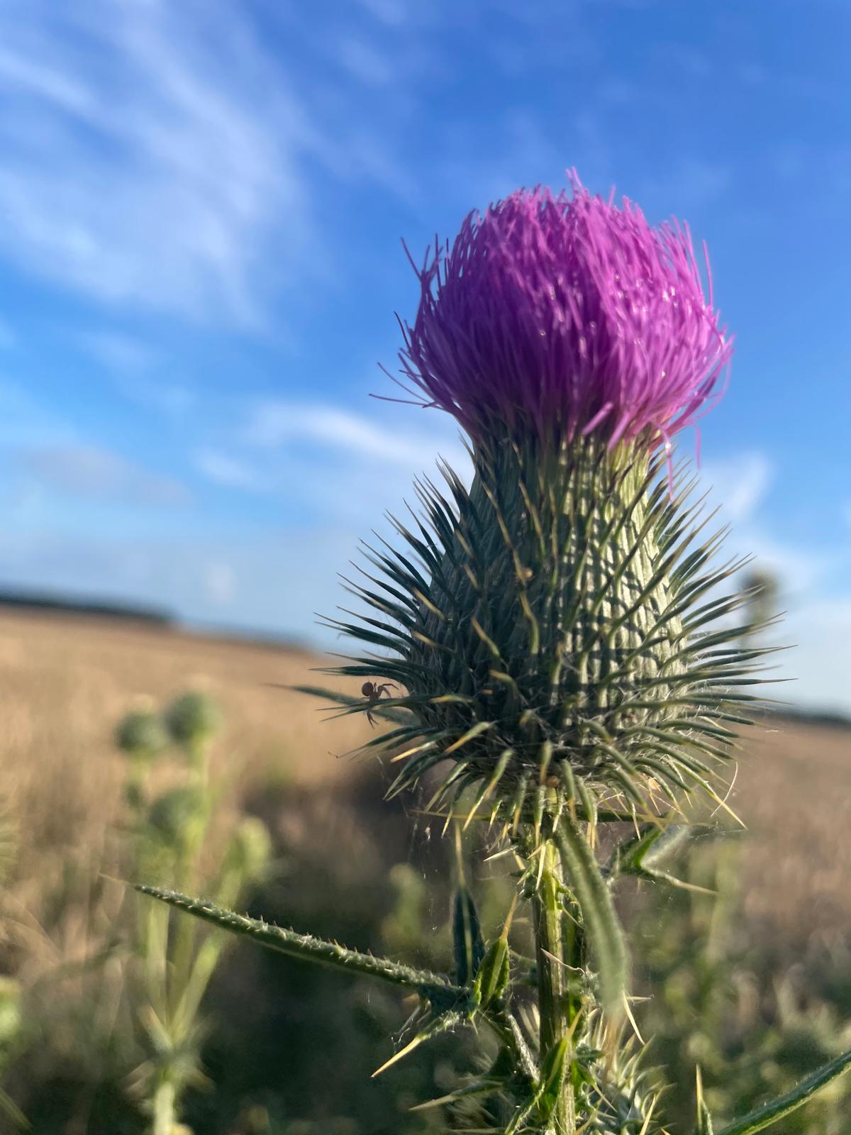 montownia-klimatu.pl